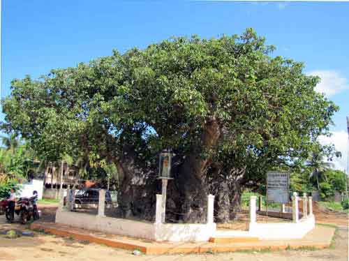 Baobab-tree-in-Mannar